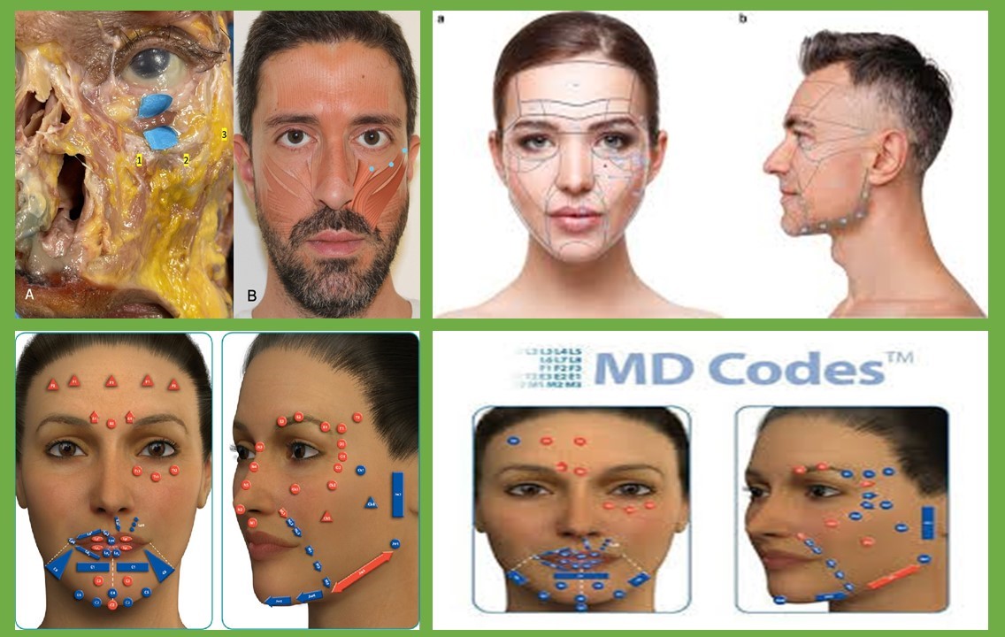 Methodological Approach to Facial Aesthetic Treatment with Injectable Hyaluronic Acid Fillers